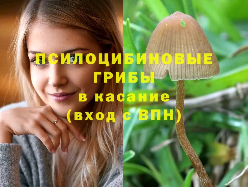 Галлюциногенные грибы Psilocybine cubensis  Бежецк 